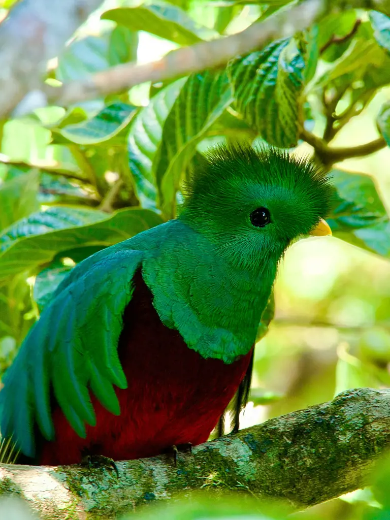 Flora und Fauna hautnah - Costa Rica Mehrtageswanderung
